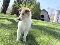 Tristan - AKC, gen. clear, a male Collie for sale in Dryden, VA – 7 of 7