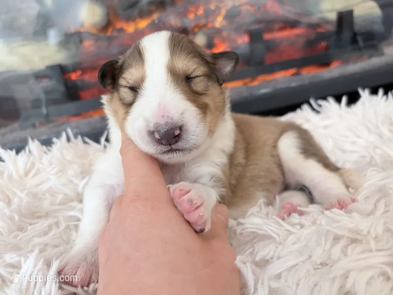 Tristan - AKC, gen. clear