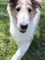 Tristan - AKC, gen. clear, a male Collie for sale in Dryden, VA – 6 of 7