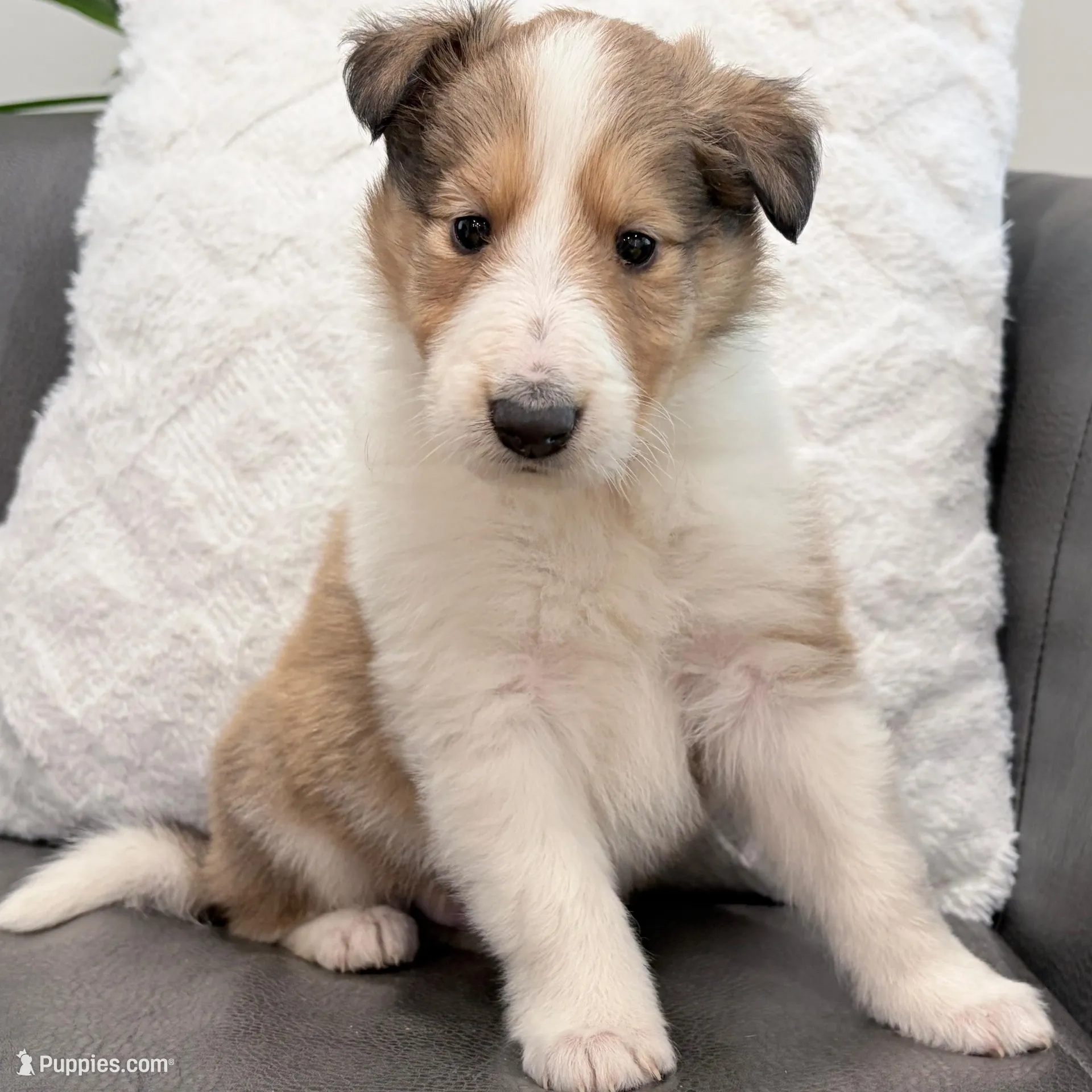 Tristan - AKC, gen. clear, a male Collie for sale in Dryden, VA – Photo 2 of 8
