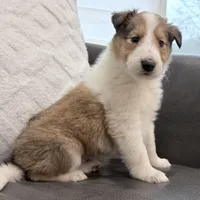 Tristan - AKC, gen. clear, a male Collie for sale in Dryden, VA – Photo 7 of 8