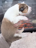 processed/3a524e41-d92b-448e-b297-986a9f70feeb/listing/7922296c-1657-4175-bae5-9e04628af5e0/5cea2378-2ddd-436f-8f36-2c65ed121854