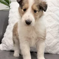 Tristan - AKC, gen. clear, a male Collie for sale in Dryden, VA – Photo 5 of 8