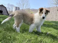 Tristan - AKC, gen. clear, a male Collie for sale in Dryden, VA – 5 of 7