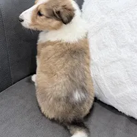 Tristan - AKC, gen. clear, a male Collie for sale in Dryden, VA – Photo 8 of 8