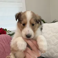 Tristan - AKC, gen. clear, a male Collie for sale in Dryden, VA – Photo 4 of 8