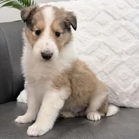 Tristan - AKC, gen. clear, a male Collie for sale in Dryden, VA – Photo 6 of 8