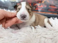 processed/3a524e41-d92b-448e-b297-986a9f70feeb/listing/7922296c-1657-4175-bae5-9e04628af5e0/cd1be45e-ebf9-477e-8165-1f7f8e7ca939