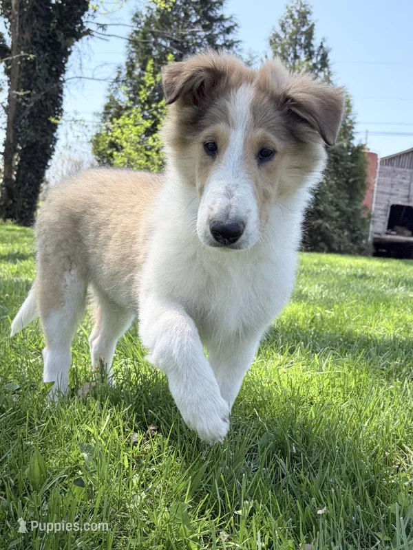 Tristan - AKC, gen. clear – Collie puppy for sale in Dryden, VA