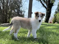 Tristan - AKC, gen. clear, a male Collie for sale in Dryden, VA – 4 of 7