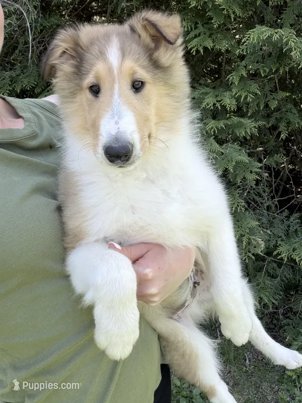 Gerald - AKC gen. clear – Collie puppy for sale in Dryden, VA