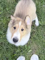 Gerald - AKC gen. clear, a male Collie for sale in Dryden, VA – 5 of 8