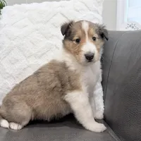 Gerald - AKC gen. clear, a male Collie for sale in Dryden, VA – Photo 4 of 6