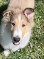 Gerald - AKC gen. clear, a male Collie for sale in Dryden, VA – 4 of 8