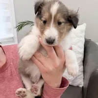 Gerald - AKC gen. clear, a male Collie for sale in Dryden, VA – Photo 3 of 6