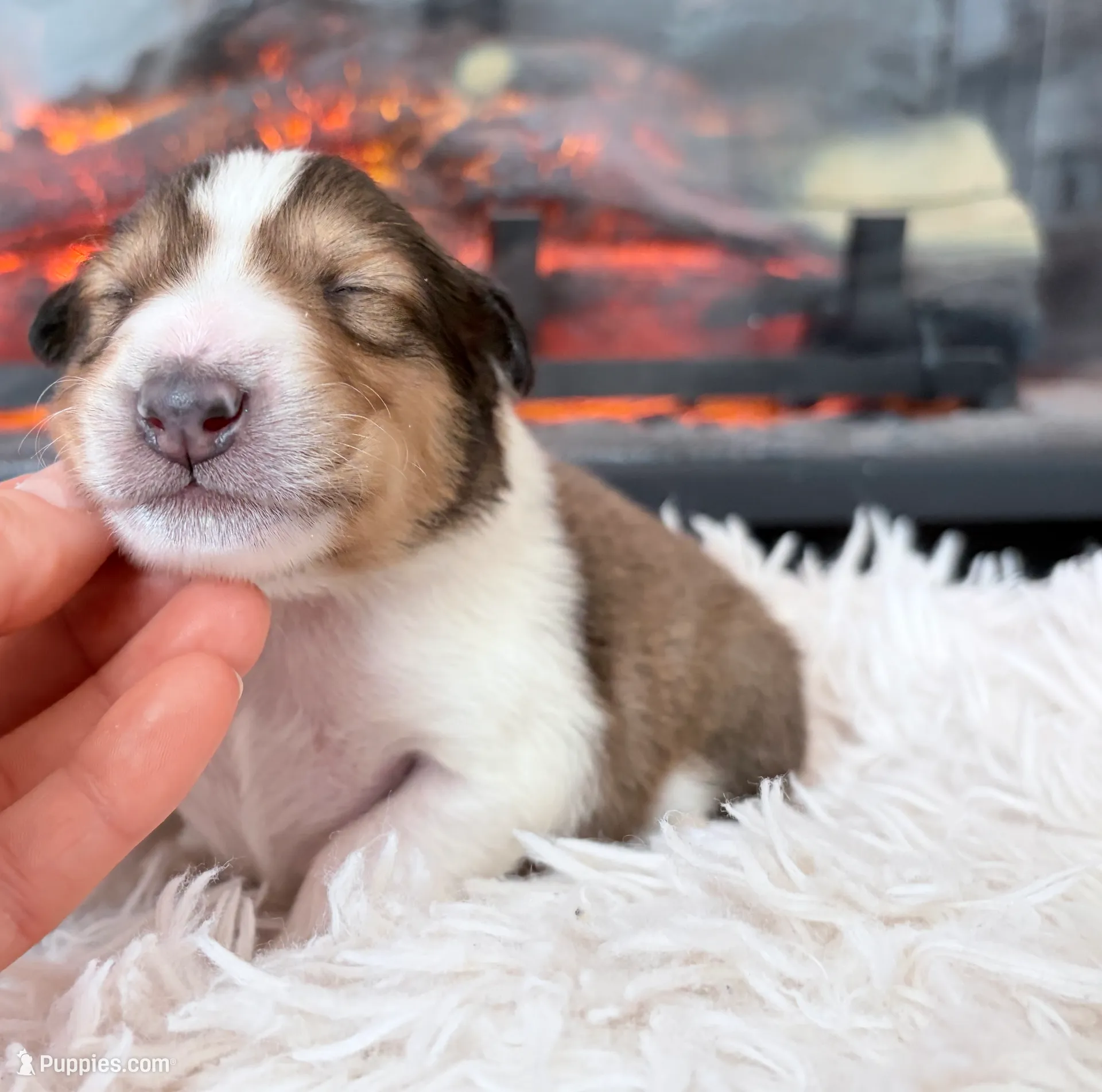 Gerald - AKC gen. clear