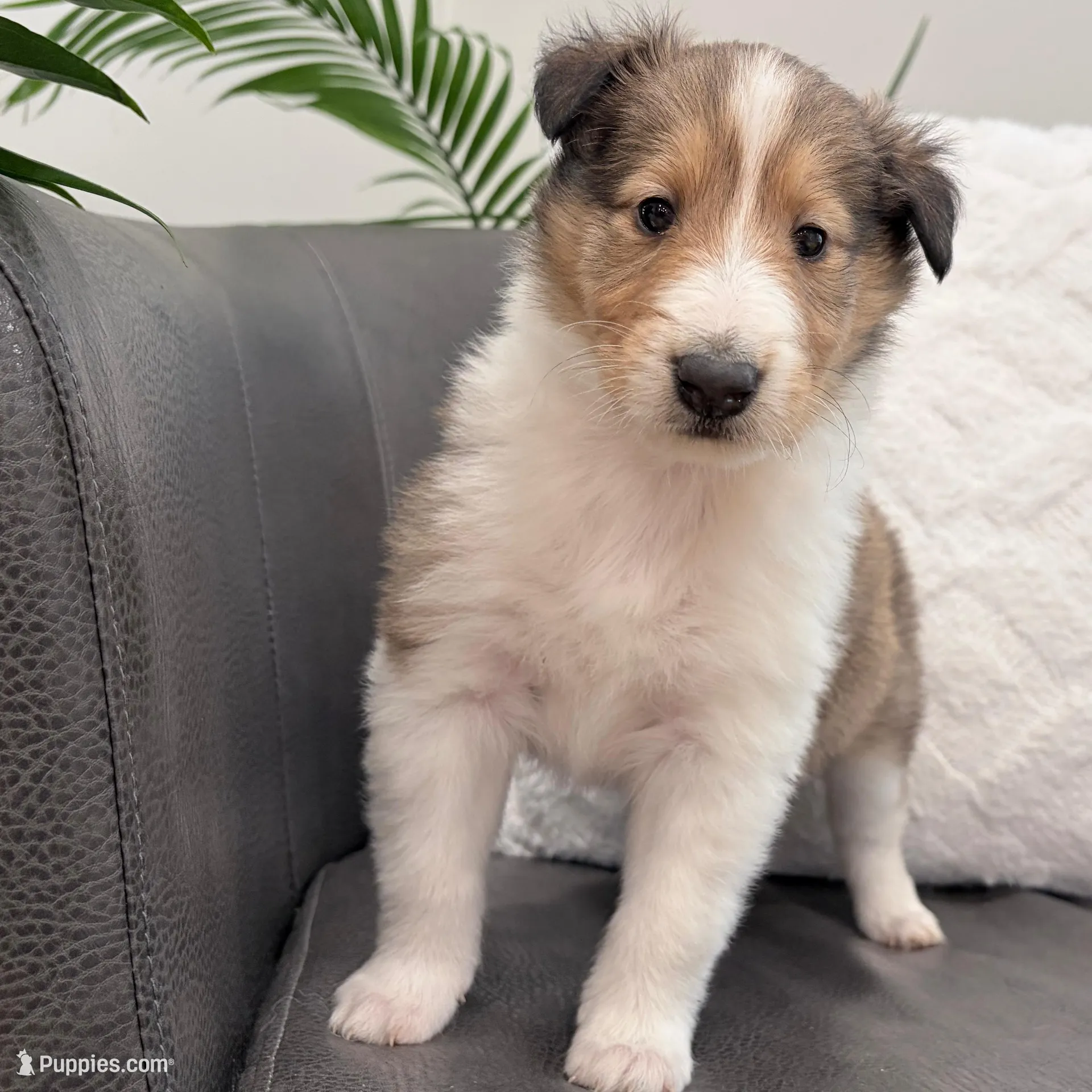 Gerald - AKC gen. clear