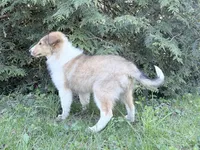 Gerald - AKC gen. clear, a male Collie for sale in Dryden, VA – 6 of 8