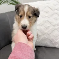 Gerald - AKC gen. clear, a male Collie for sale in Dryden, VA – Photo 6 of 6