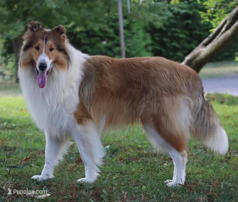 AKC, MDR1 cl. Proven – Collie puppy for sale in Dryden, VA