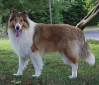 AKC, MDR1 cl. Proven, a male Collie for sale in Dryden, VA – Photo 1 of 4