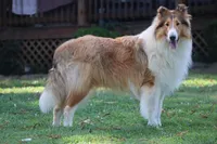 AKC, MDR1 cl. Proven, a male Collie for sale in Dryden, VA – Photo 2 of 4