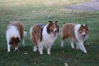 AKC, MDR1 cl. Proven, a male Collie for sale in Dryden, VA – Photo 4 of 4