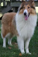 AKC, MDR1 cl. Proven, a male Collie for sale in Dryden, VA – Photo 3 of 4