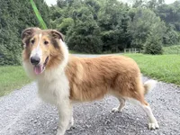 Gerald - AKC gen. clear, a male Collie for sale in Dryden, VA – 6 of 10