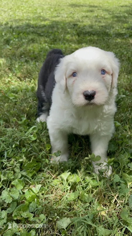 AKC MDR1Clear "HANCOCK" – Old English Sheepdog puppy for sale in Dryden, VA