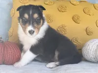 Cinnamon, a female Collie for sale in Dryden, VA – 10 of 10