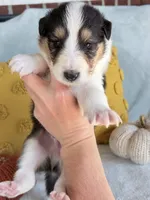 Acorn, a male Collie for sale in Dryden, VA – 7 of 9