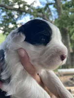 AKC MDR1 CLEAR "Walton", a male Old English Sheepdog for sale in Dryden, VA – 4 of 10