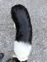 Chippy - AKC male, a male Collie for sale in Dryden, VA – 5 of 5