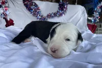 AKC MDR1 CLEAR "Walton", a male Old English Sheepdog for sale in Dryden, VA – 7 of 10