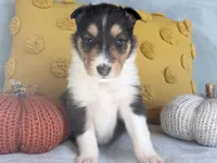 Cinnamon, a female Collie for sale in Dryden, VA – 4 of 10