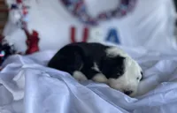 AKC MDR1 Clear "Thomas", a male Old English Sheepdog for sale in Dryden, VA – 7 of 10