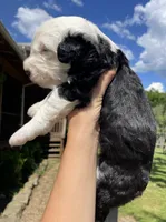 AKC MDR1 CLEAR "PHILADELPHIA", a female Old English Sheepdog for sale in Dryden, VA – 4 of 10
