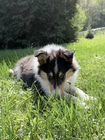 Chippy - AKC male, a male Collie for sale in Dryden, VA – 9 of 9