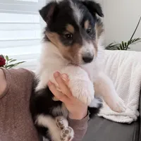 Chippy - AKC male, a male Collie for sale in Dryden, VA – Photo 3 of 4