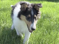 Chippy - AKC male, a male Collie for sale in Dryden, VA – 4 of 9