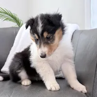 Chippy - AKC male, a male Collie for sale in Dryden, VA – Photo 1 of 4