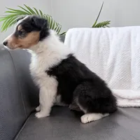 Chippy - AKC male, a male Collie for sale in Dryden, VA – Photo 4 of 4