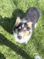 Chippy - AKC male, a male Collie for sale in Dryden, VA – 8 of 9