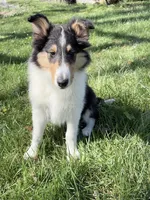 Chippy - AKC male, a male Collie for sale in Dryden, VA – 5 of 9