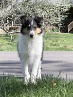 Chippy - AKC male, a male Collie for sale in Dryden, VA – 3 of 9