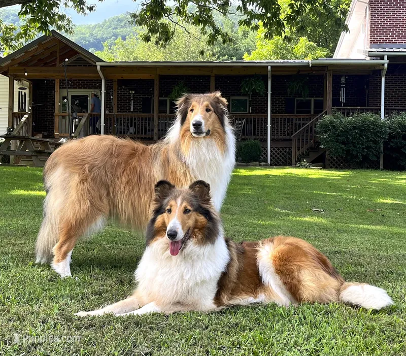 Chippy - AKC male – Collie puppy for sale in Dryden, VA