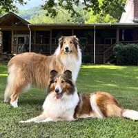 Chippy - AKC male, a male Collie for sale in Dryden, VA – Photo 2 of 4
