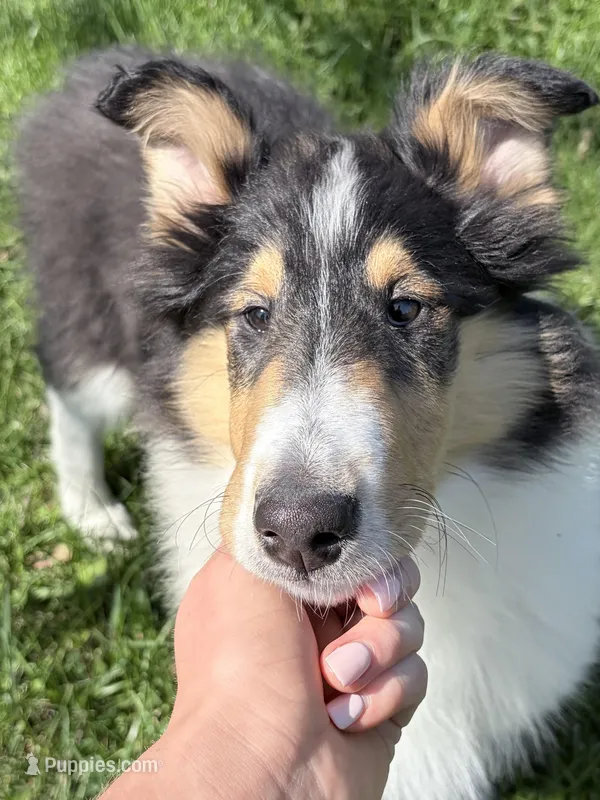 Chippy - AKC male – Collie puppy for sale in Dryden, VA