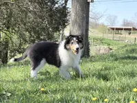 Chippy - AKC male, a male Collie for sale in Dryden, VA – 6 of 9